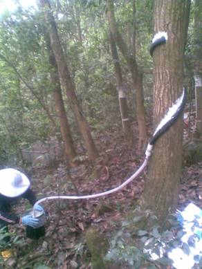 QT-H缠绕型树干截流记录仪