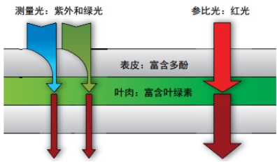 Dualex植物氮平衡指数测量仪