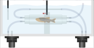 斑马鱼呼吸代谢测量系统